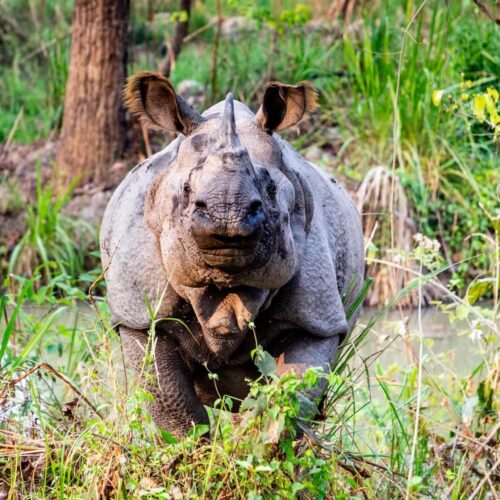 3 Nights 4 Days Comfortable Chitwan Safari Tour